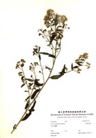 藏品(臺灣馬蘭)的圖片